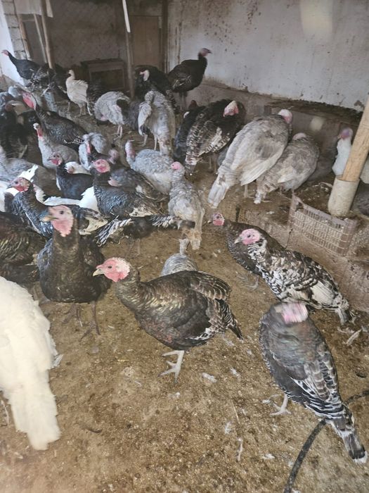 Үндік Түйе тауық етке