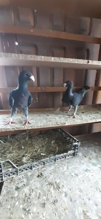 Porumbei voiajori germani si voiajori stil vechi galbeni ..roșii