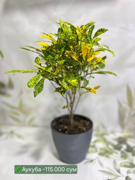 Сансевиерии разных сортов и размеров.