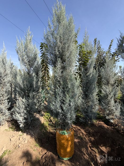 Archa — Italiyaning original Arizonkiy kiparisi