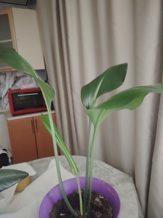 Продам цветы большие
