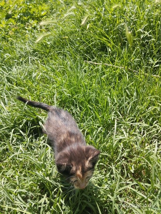 Котята даром бесплатно