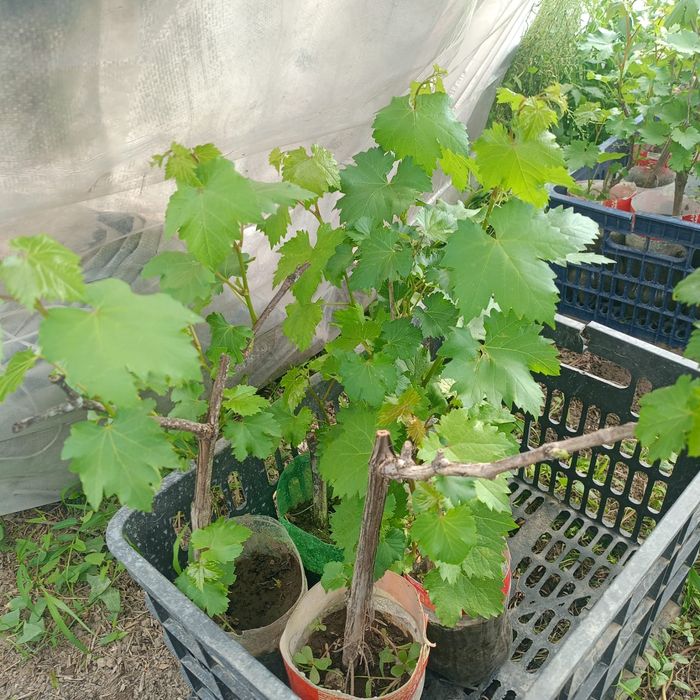 Продам виноград с карнями
