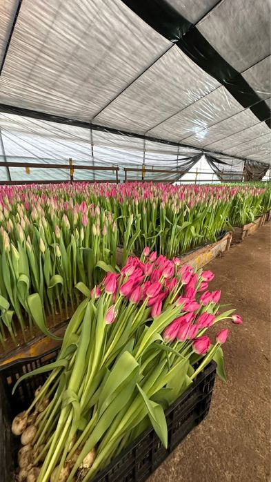 Тюльпаны оптом семей