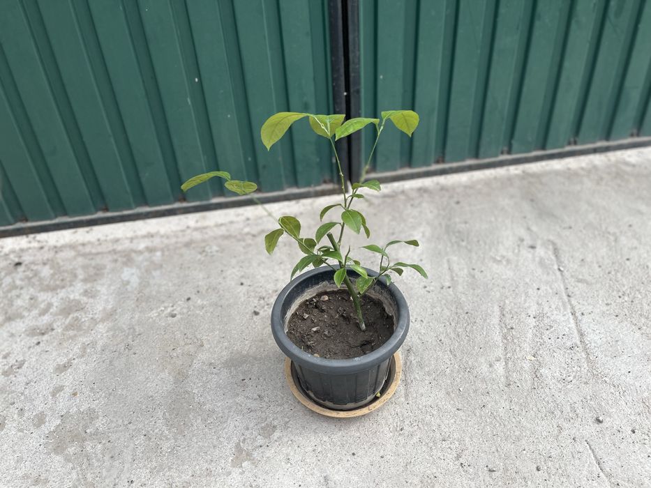 Лимоное дерево мейера