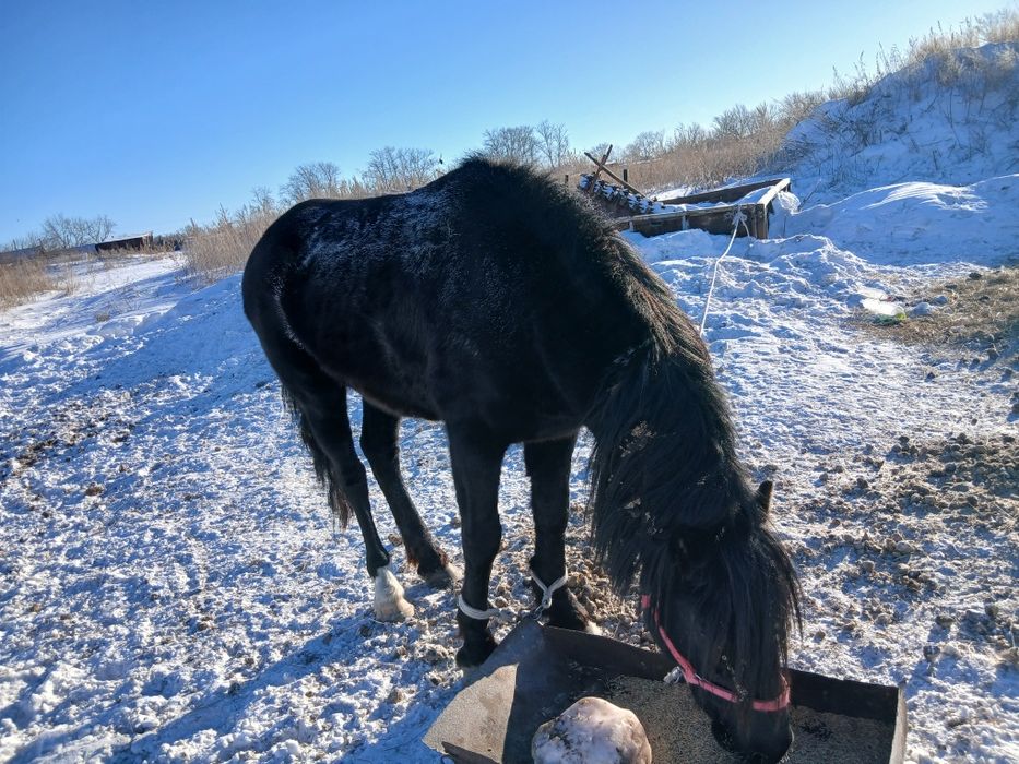 Продам два жеребца