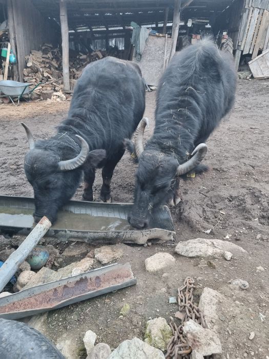 Vand 2 bivoli 11 si 5 ani