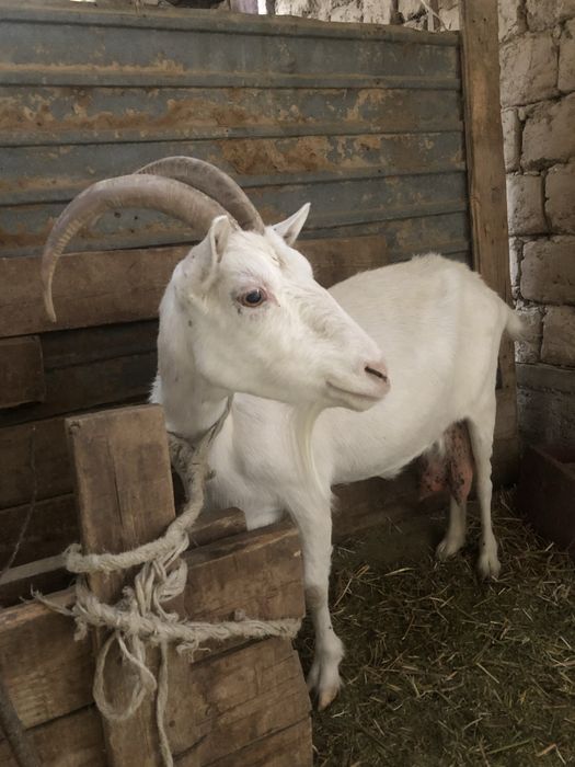 Ешкі, лақ, теке сатылады