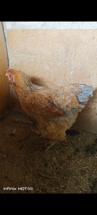 Tovuq sotiladi brama