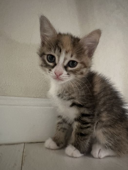 Котята девочки, в добрые руки