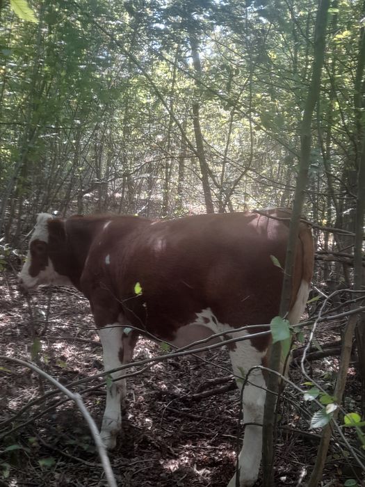 Tăurași Balțați de vânzare