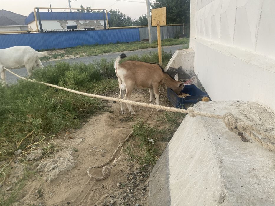 Текешик 6 айлык