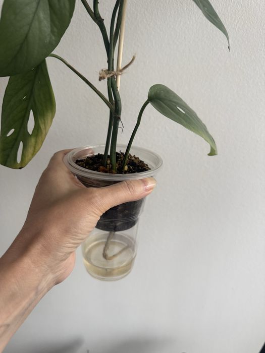 Эпипремнум Cebu Blue