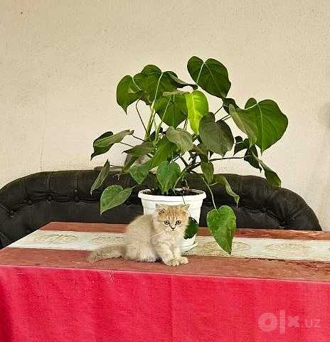 Кошка шотландский длиношерстный, Мушук шотланд.