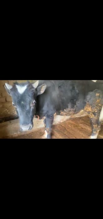 Продоётся бык, очень хороший