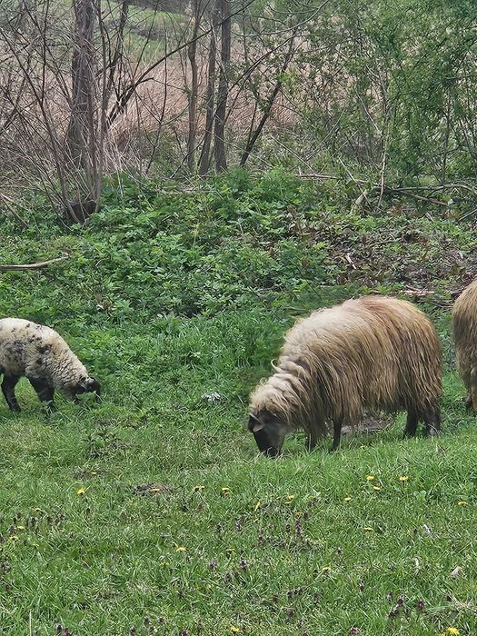 Oi de vanzare 2900 negociabil