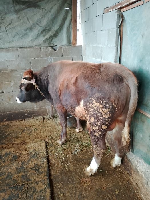 Продам быка стоит на от корме
