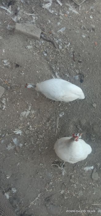 Инкубационные яйца цесарок.