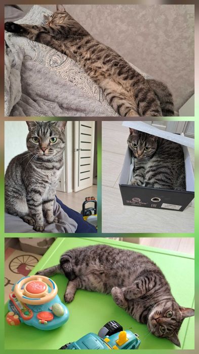 Отдам кошку домашнюю в добрые руки