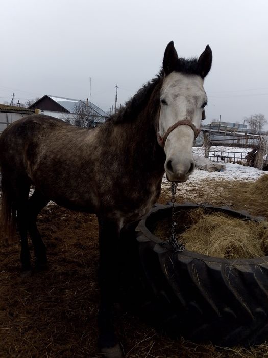 Продам жеребца на племя