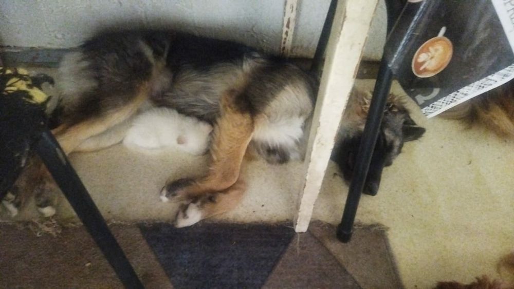 Отдам собачку в хорошие руки