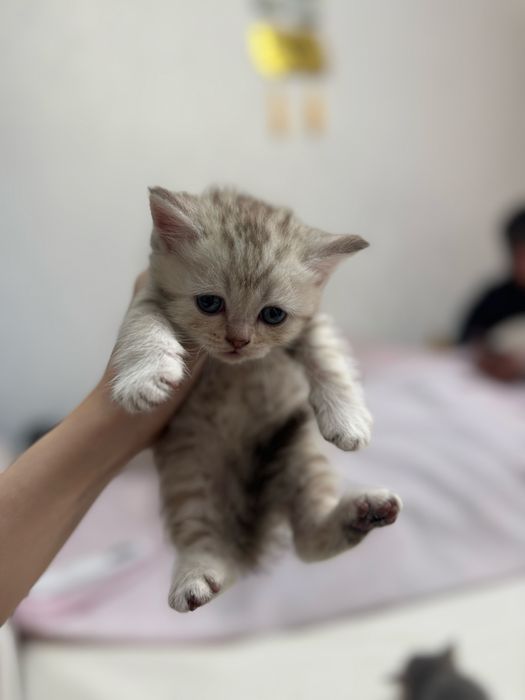 Котята британские вислоухие