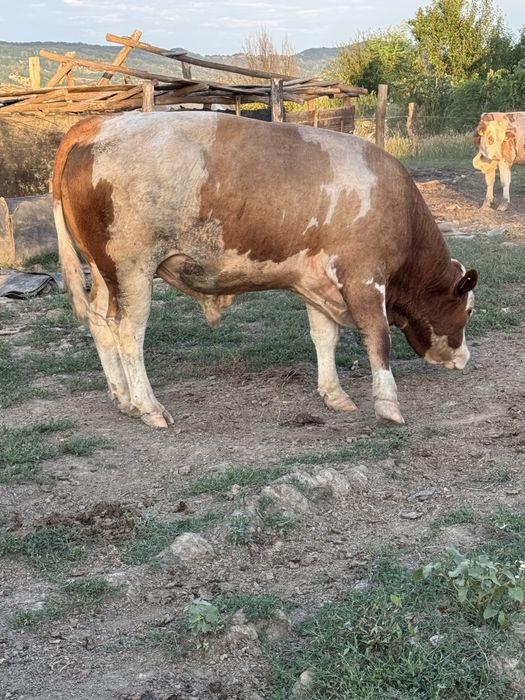 Vand taur baltata romaneasca