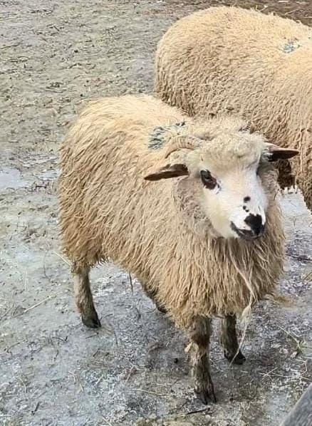 Vând sau schimb o carlana