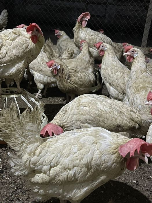 Продам Куры несушки