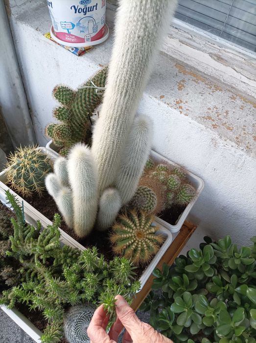 Продавам кактуси, нолина