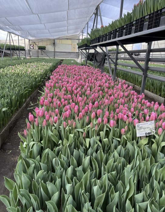 Тюльпаны к 8 марта. Свежие, крупные