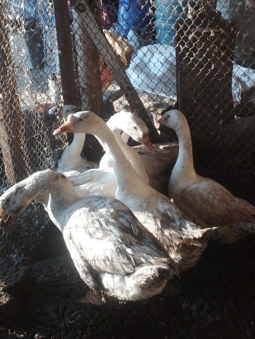 Гуси с гарантией