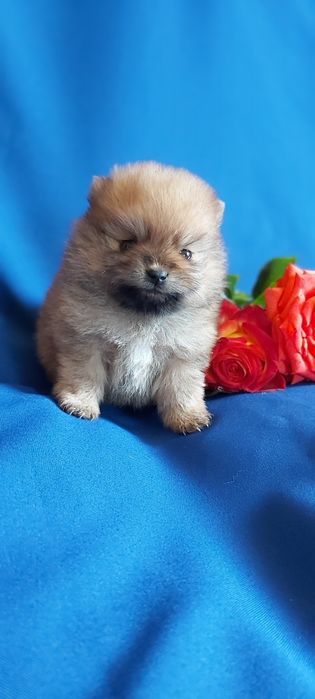 Шпицы рыжие щенки