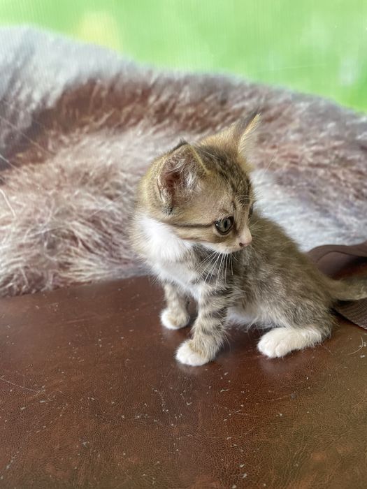 Котята бесплатно