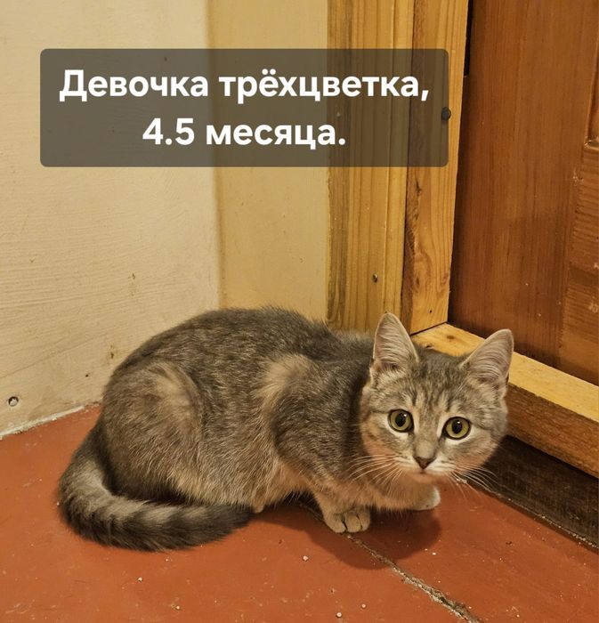 Котята бесплатно⁹