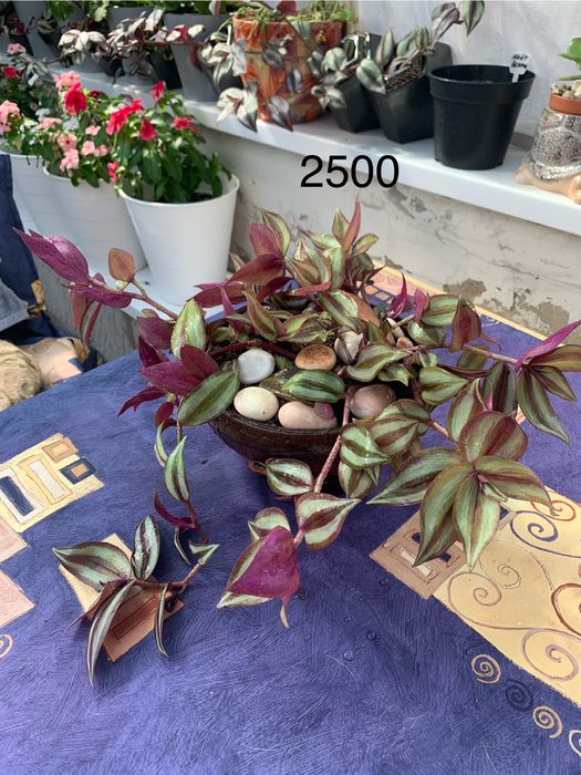 Распродажа комнатных цветов