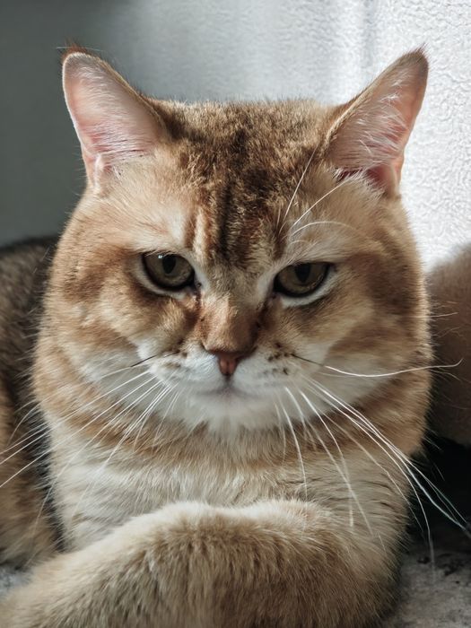 Предлагается кот золотая шиншилла для вязки.