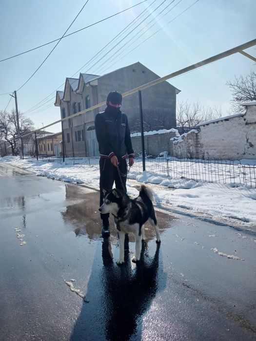 Hatik 1000% tazas qiz bola