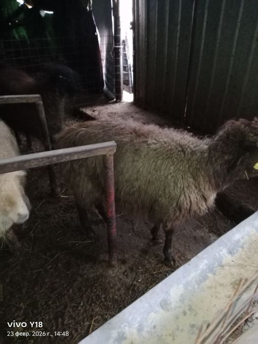 Қой сатамын семіз