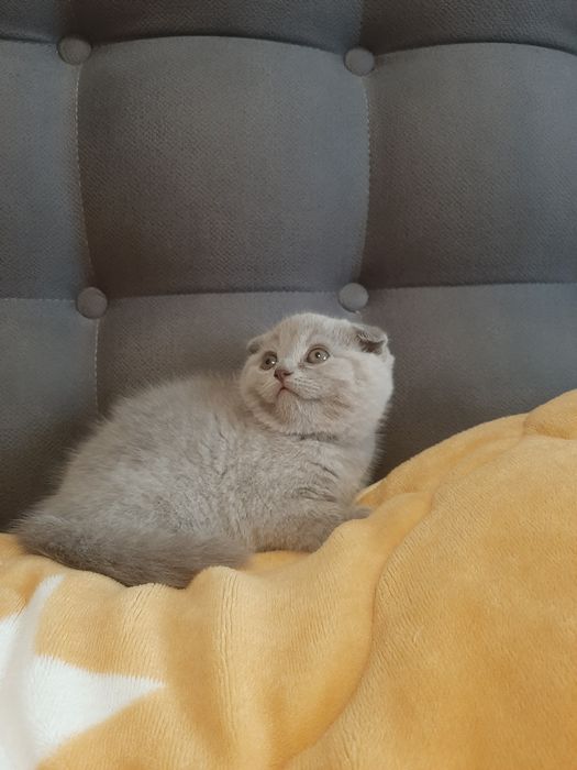 Scottish fold pui