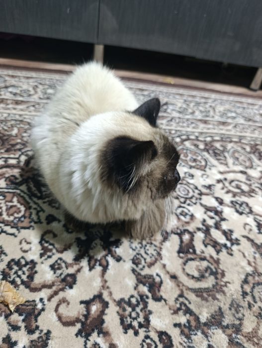 Балинезийской кошка