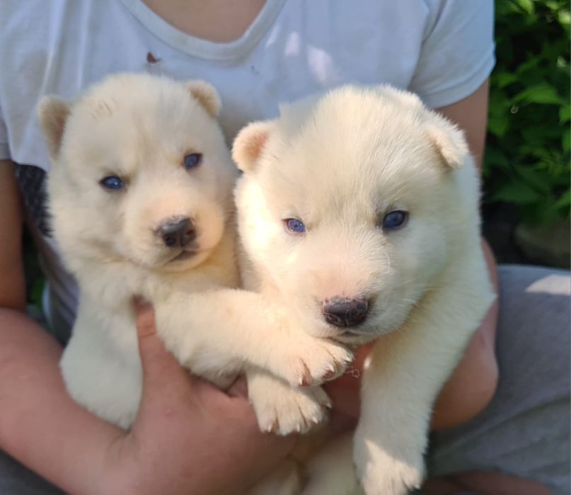 продам щенков Сибирской хаски