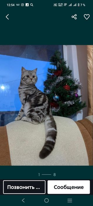 Котята скотиш страйт