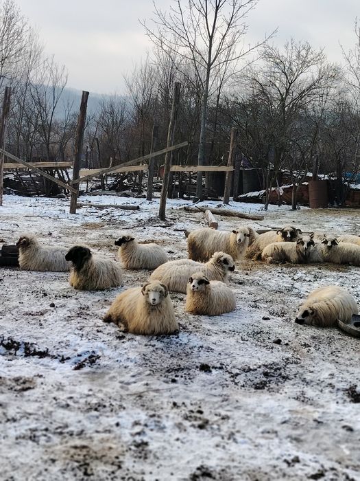 Oi Turcane cu mieluti