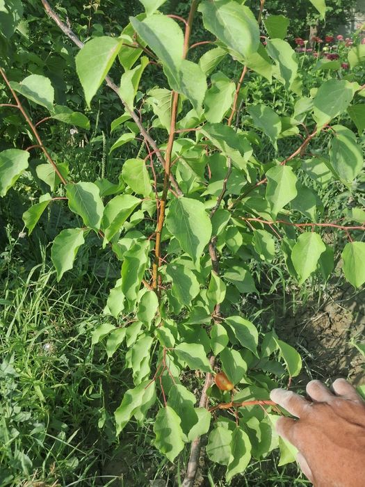 Har xil turdagi ko‘chatlar sotiladi