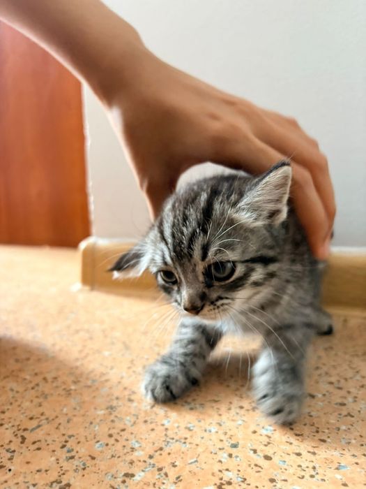 Отдам котенка девочка