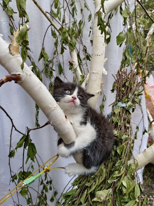 Отдам в добрые, руки котят. Мальчики и девочка
