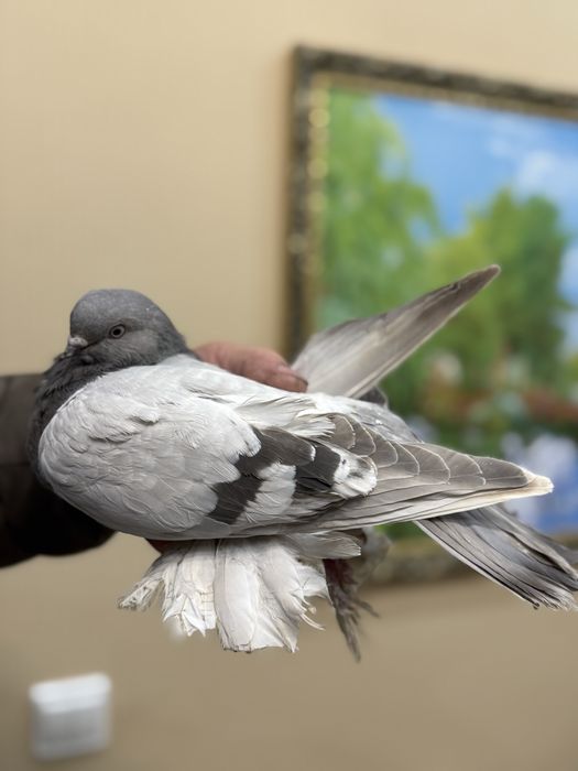 Продам летных, бойных голубок