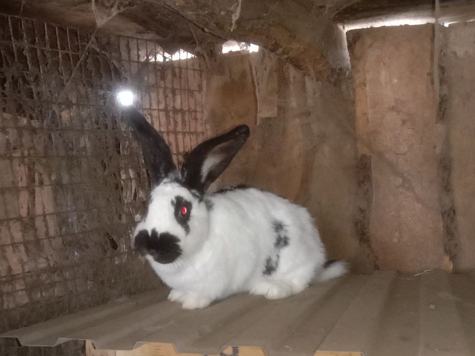 Продам кроликов на развод