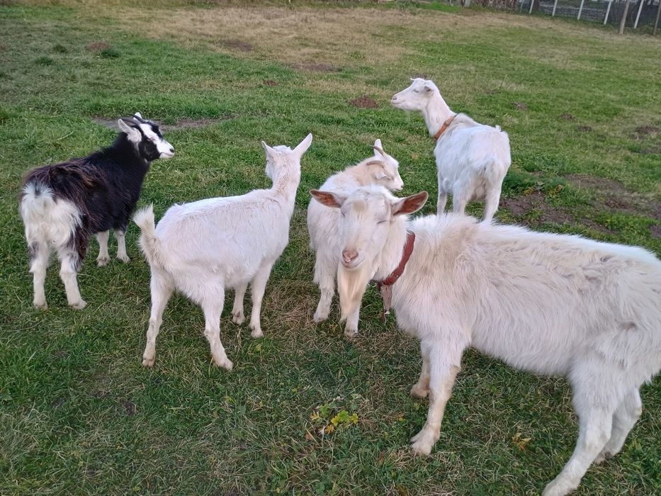 Schimbă locația următoarele capre